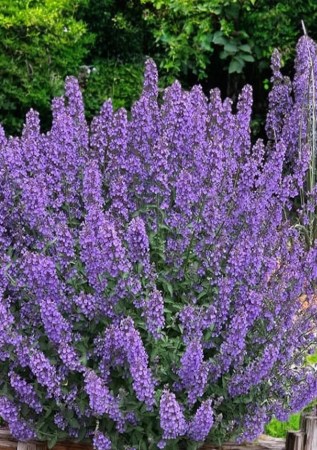 КОТОВНИК ( НЕПЕТА)  Фассена Kit Kat